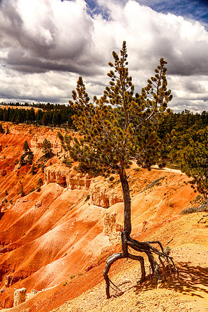 IMG_0964