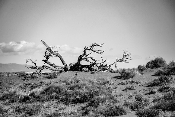 IMG_0133BW